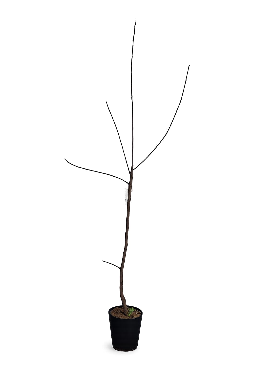 Kaki Baum Diospyros kaki Mela - 160-200 cm - winterharte Sharonfrucht/Kakipflaume, exotischer Obstbaum für Garten & Terrasse, süße vitaminreiche Früchte, pflegeleichte Kübel- & Gartenpflanze