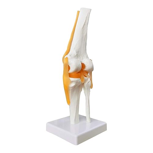 Miniatura 3 de EVOTECH SCIENTIFIC Modelo de articulación de rodilla funcional humana, con ligamento, tamaño real para enseñanza médica, demostración de clínica,