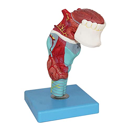 QHYXT Modelo anatómico de laringe, músculos de laringe Humana y anatomía de la cavidad laríngea, Dientes y Lengua, Modelo Educativo médico de tiroides Cover