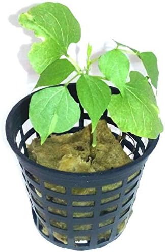 Minerva Naturals 2 inch Net Pots for Hydroponics, Aquaponics, Aeroponics and Nursery, 50 Pieces