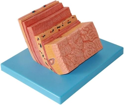 Matériel pédagogique médical de la paroi de l'estomac pour expliquer l'anatomie gastrique