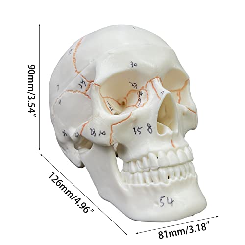 Calavera humana de tamaño medio con tapa extraíble para un estudio anatómico detallado 4