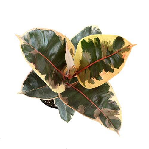 6" Ficus Tineke, Variegated Rubber Plant, Real Ficus Tree, Indoor Garden Greenhouse Plant Room Decor Office Plants Live Real Plants Indoor Live Plants Indoor Plants Live Houseplants By Plants For Pets #TOP2