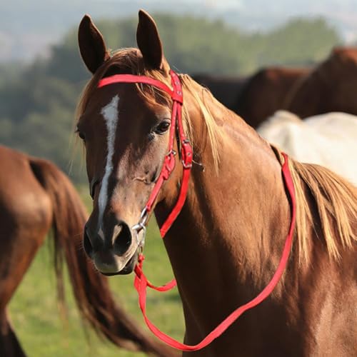 Cabezada de cuerda para caballo ajustable con riendas robustas de entrenamiento 6
