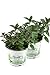 Produktbild 2er Set Schokoladen-Minze Pflanze, Schoko-Minze, Winterhart (Mentha piperita)