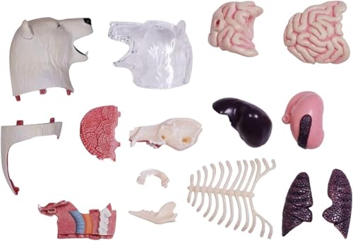 Modèle anatomique d'ours polaire 4D AMITD pour comprendre l'anatomie facilement