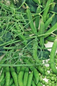 65 Seeds of Pea Ceresa Petit Pois, Fresh Vegetable Herb Fruit