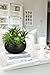 Hollyone Fake Plants Artificial Succulents in Pots Faux Succulent Arrangement Potted Plant in Black Ceramic Planter Bowl for Home Decor Office Desk Bathroom Shelf Living Room Indoor Decorations