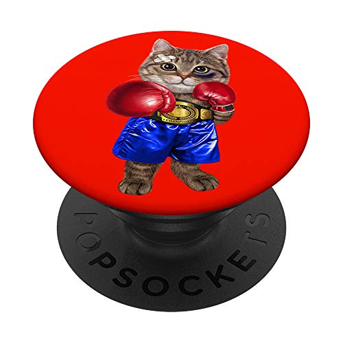 Combattente del campione di boxe del gatto del