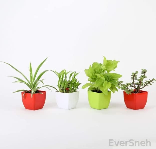 See full amazon price history chart for EverSneh Combo of 4 Good Luck Spider Plant Two Layer Lucky Bamboo Golden Money Plant and Jade Plant in Plastic Pots EverSneh Combo of 4 Good Luck Spider Plant Two Layer Lucky Bamboo Golden Money Plant and Jade Plant in Plastic Pots (B0BLHC9CH6) Amazon Price History, Amazon Price Tracker