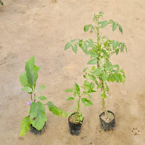 Bloomify Bedroom Set of 3 - Brinjal/Baigan, Tomato plant & Green Chilli in 4 Inch Nursery bag-picture-24