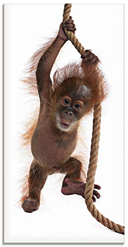 ARTland Wanddeko Glasbilder Wandbild Glas Bild einteilig 30x60 cm Hochformat Asien Tiere AFFE Baby Orang Utan Sumatra Seil auf weißem Hintergrund T5RI