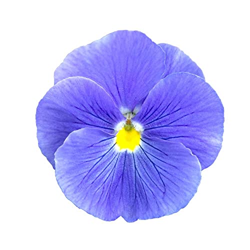 Pansy Plants, 'True Blue', 20 x Full Plant Pack, Winter Bedding Plants, Winter Pansies, Garden Flowers, Flowering, Garden Ready and Ready to Plant, Premium Quality Flowers