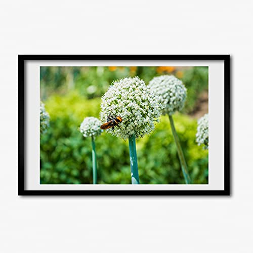 Affiche ail en fleur 60x40 cm avec cadre en bois rigide Tulup anti-déformation