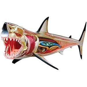 4D Vision Great White Shark Anatomy Model, Puzzle Assembly Toy Animal Biology Orgel Medical Educational Model