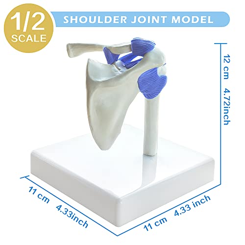 Image of EVOTECH SCIENTIFIC Mini Shoulder Knee Hip Elbow Joint Model Set, 1 /2 Life Size Human Joint Anatomy Replica Set of Shoulder Knee Hip & Elbow Joints for Medical Education Study Clinic Demonstration Tool