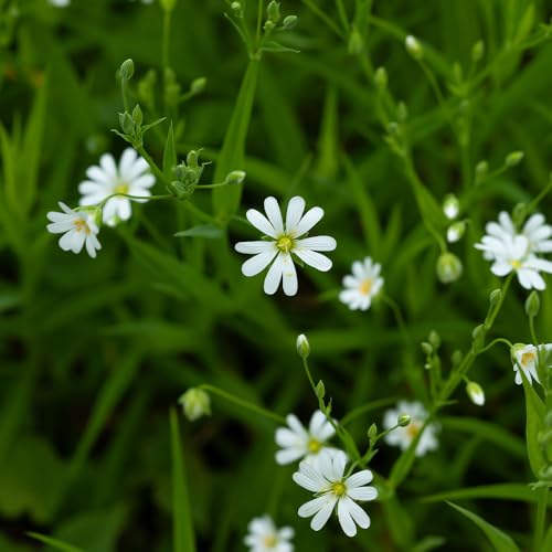 Night Phlox Midnight Candy Seeds – Easy to Grow for an Amazing Evening Fragrance – Hardy Annual – for Your Beautiful Garden