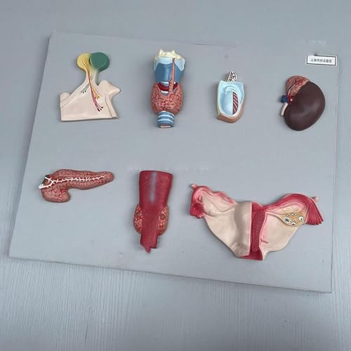Modèle endocrine parathyroïde et ovarien AMITD anatomique