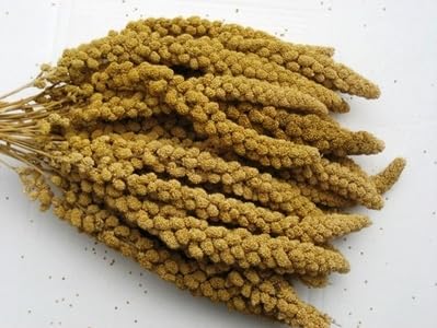 Happy Birds Spray Millet - 5 lb. and 25 lb. Healthy Treat for All Birds (5 lb.)