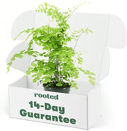 Rooted® Maidenhair Fern - Adiantum aethiopicum | Live, Live Indoor, Easy to Grow, Easy to Care, and Low Maintenance Houseplant, 14 Day Guarantee (4-inch Pot)