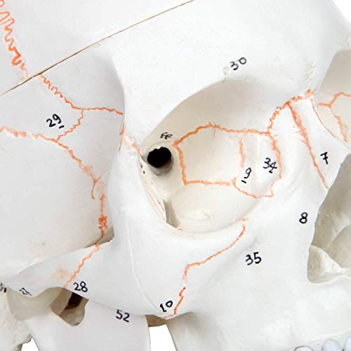 Axis Scientific Numbered Human Skull Model Bundle, 3 Part Life Size Replica, Removable Calvarium (Skull Cap), Mandible (Jaw) And 55 Numbered Features, Includes Detailed Study Guide #TOP1