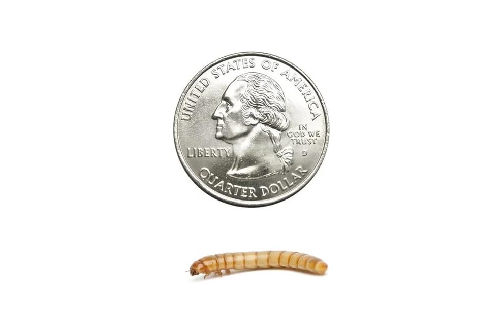 100 Large Live Mealworms