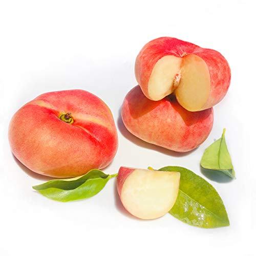 Kejora Fresh Saturn Peach/Doughnut Peach 6 pcs