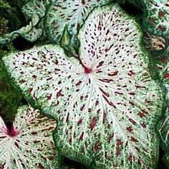 (10) Spectacular Gingerland Dwarf Caladium Bulbs, Root, Plant starts