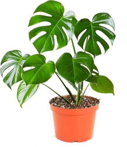 Shop Succulents Monstera...