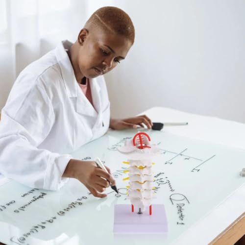 Modelo anatómico de columna cervical para el aula de anatomía y estudio médico 5