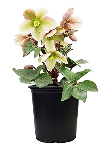 Live Plant Helleborus-X Ivory Prince (Christmas Rose) Walhelivor Perennial 1-Gallon Potted Plant from Green Promise Farms