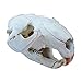 Beaver Skull