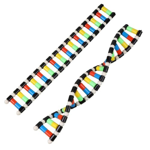 Modèle d'ADN composant d'affichage précis pour simplifier les cours de biologie - 3