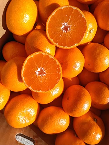 �R�k�݂��� �T���� �󂠂� �ƒ�p ���m���Y