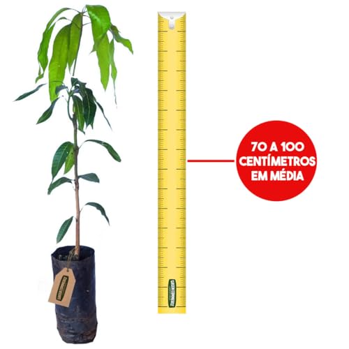 Muda de Manga Maçã ou Coração de Boi Stein Enxertada Para Produzir Mais Rápido