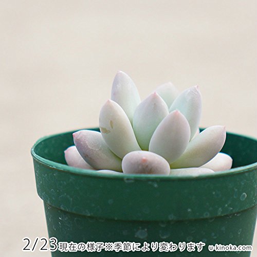 Amazon.co.jp: フレーヌ 7.5cmポット 多肉植物 パキフィッツム