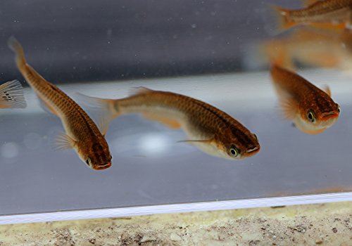 メダカの種類一覧 珍しいものや高級品種など 気になる特徴や見分け方も解説 暮らし の