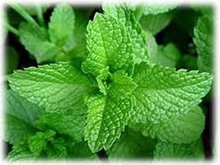23 Mojito Mint Seeds, Mentha x villosa, Perennial Plant, Culinary herb Seeds