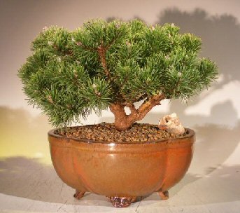Bonsai Boy e3167 Mugo Pine Bonsai Tree - Pinus Mugo Valley Cushion - Large