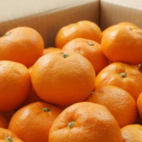 [先行予約][ブランドみかん]田村みかん約3kg(S・M・Lサイズおまかせ・秀品)