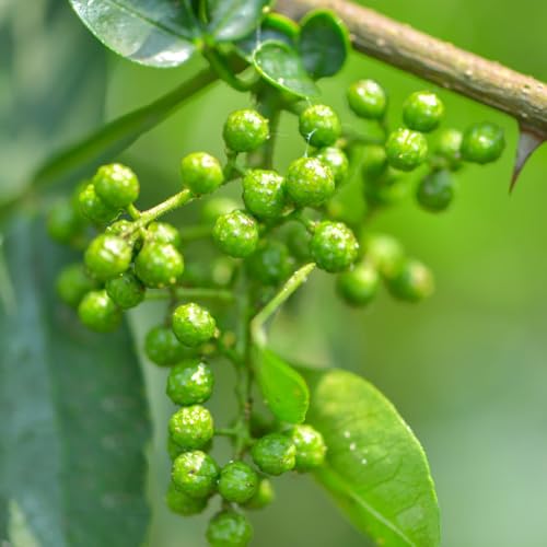 semi di peperone resistenti - balcone vecchie varietà biologici interno 100pcs