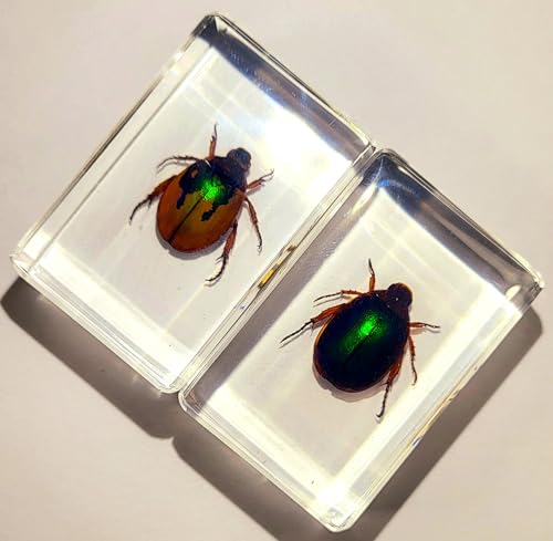 Image of Pair 44mm Real Christmas Beetles in Crystal Clear Lucite Resin Specimen Orange Green Preserved Various Animal Insect Bug Taxidermy Collection for Biology Science Education & Desk Ornament Display