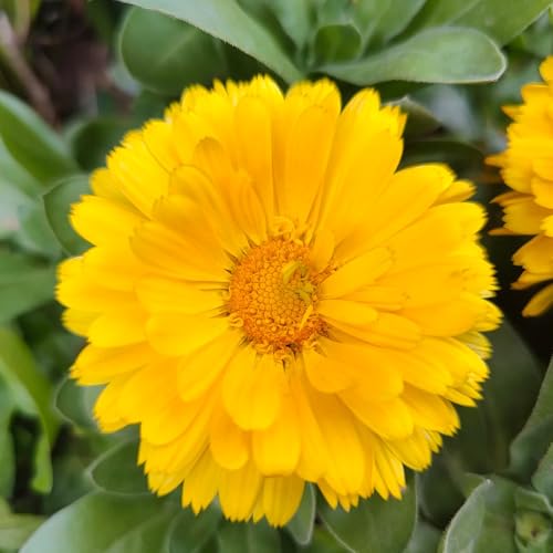 semillas de caléndula officinalis, para balcón, perennes resistentes. silvestres, cobertura del suelo, 100pcs