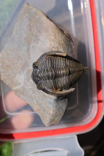 Image of Trilobite Nice Zlichovaspis Trilobite Fossil Trilobites Rock Trilobite Fossils from Morocco Devonian Fossil A255
