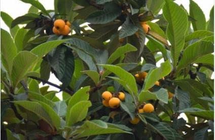Super Gold Nugget Loquat Tree, 3 Gallon Container