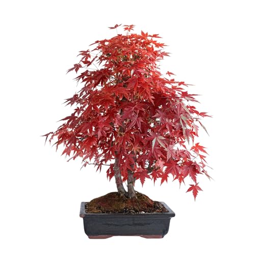 Image of 35 Seeds- Redleaf Maple Acer Tree Seeds - Grow Indoor & Outdoor - All Seasons