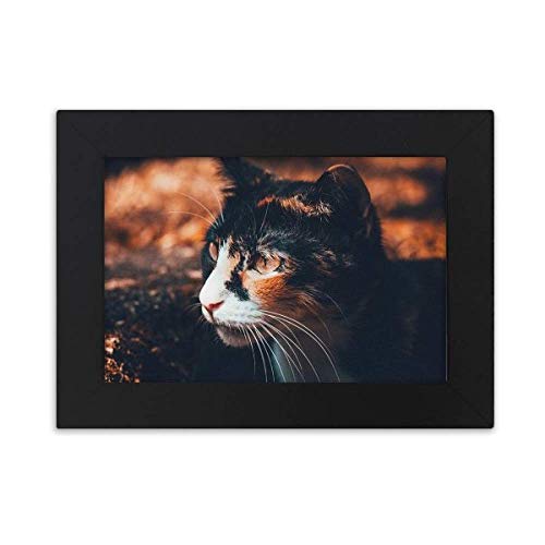 F̔Lړ̃re[W̃vtB[ fXNgbvtHgt[摜ubŃA|pG7 x 9C`