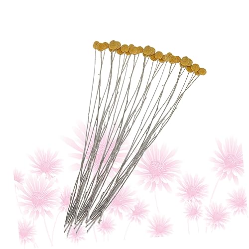 20 flores secas Craspedia para decoración y eventos miniatura 6
