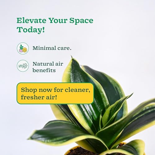 Image of Ugaoo Ibiza Combo of 4 Live Indoor Plants with Pots (Mocca) - Jade Plant, Aglaonema Lipstick, Golden Snake Plant, Oxycardium Green | Ideal for Home Decor & Office