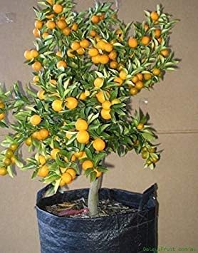 1180-A del Mondo Sweetest Kumquat * 'Meiwa' * * 5 semi molto fragrante * EZ-Grow * BIOLOGICO * # 1180-A:Seeds